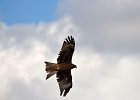 Zwarte wouw (oostelijk) (black-eared kite) Milvus migrans lineatus  - Ogii Nuur 14-08-2016 (4)